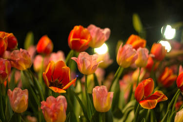 Red Tulips - Photograph