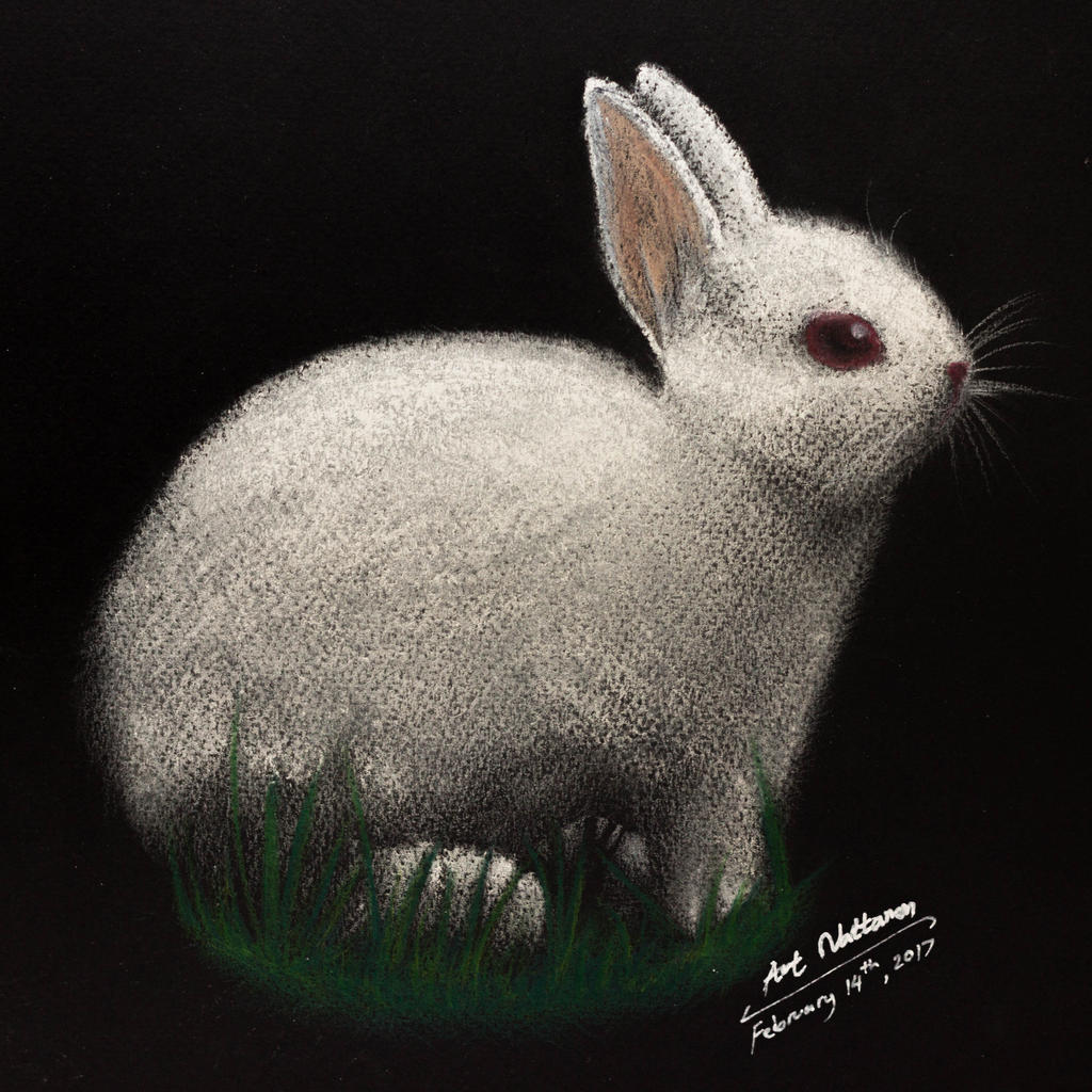 Albino Hare - Pencil Colors and Chalks