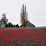 Tulips in the skagit valley