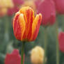 Orange Tulip