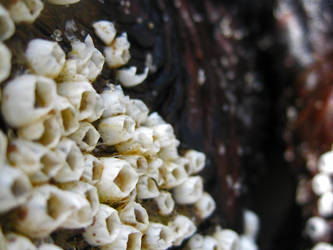 Barnacles