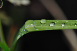 Leaf Drops