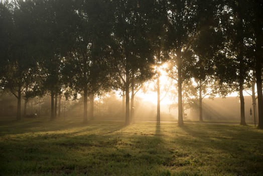 Foggy sunrise