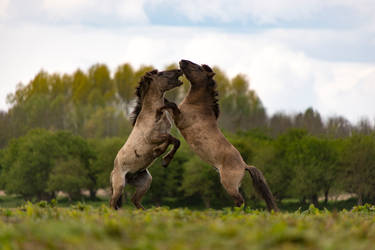 Scaffolding wild horses