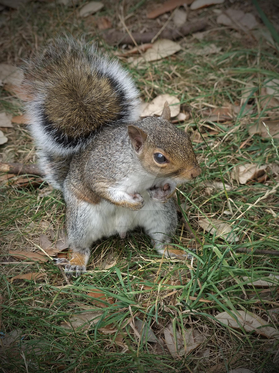 Squirrel