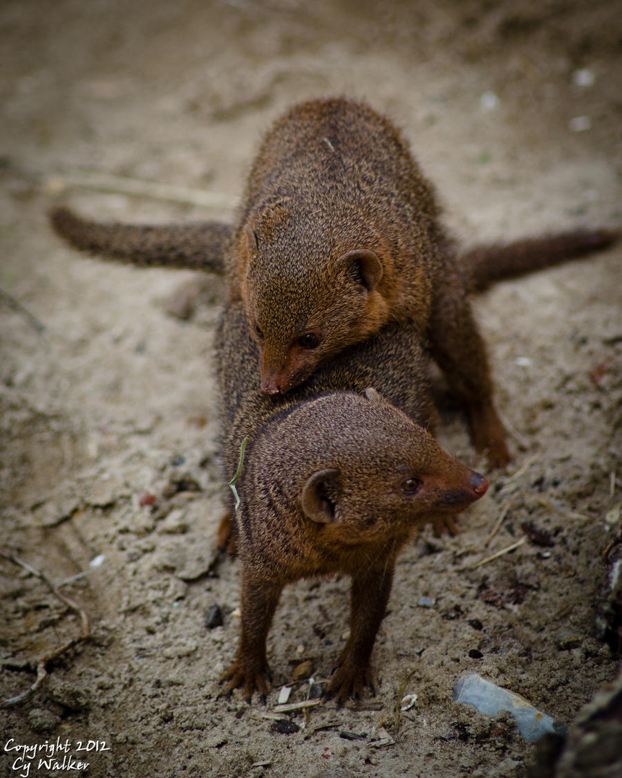 Mongoose Porn