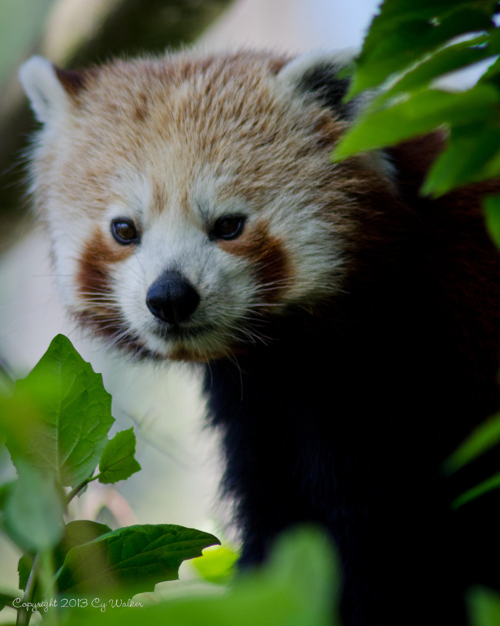 Red Panda 2