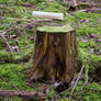 Tree Stump II - Stock Photo