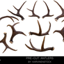Antlers (Pre-cut Stock)