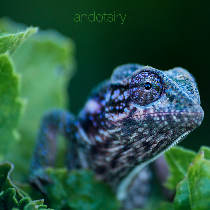 Camouflage Fail by andotsiry