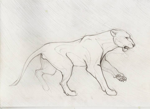 Lioness sketch