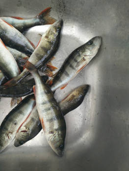 Fish in a sink