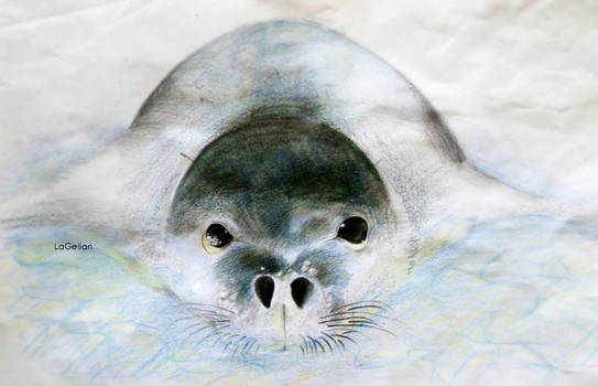 Monk Seal