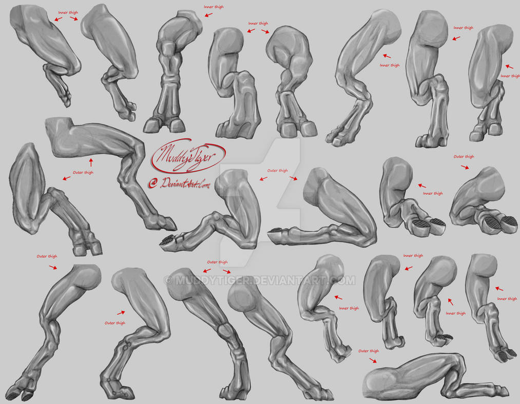 Анатомия фурри