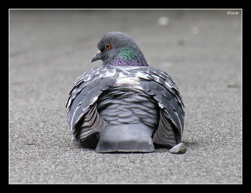 Pigeon II