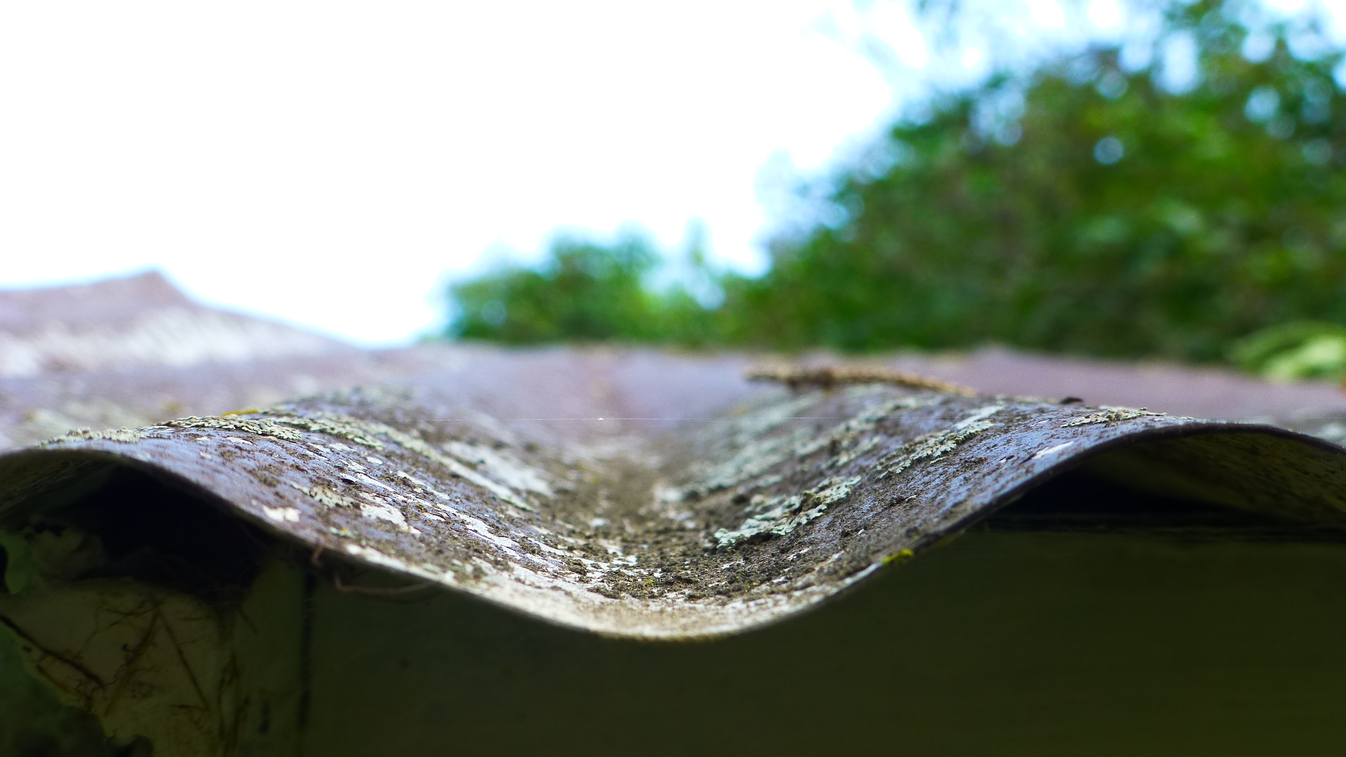 Moss On A Tin Roof