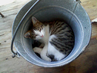 Bucket Cat