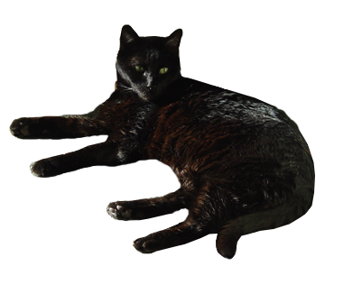 a black cat: rufus