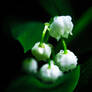 Lily of the valley