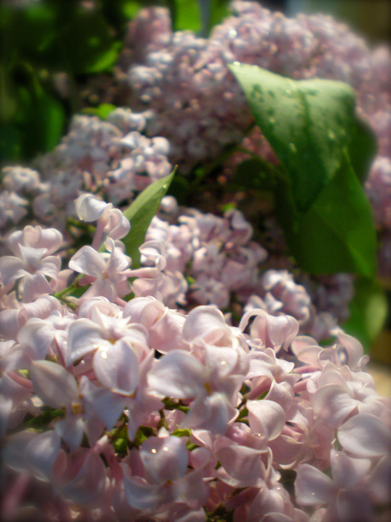 Morning Lilacs