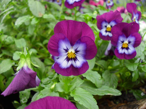 in the winter gardens