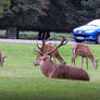 Stock Deer I