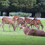 Stock Deer II