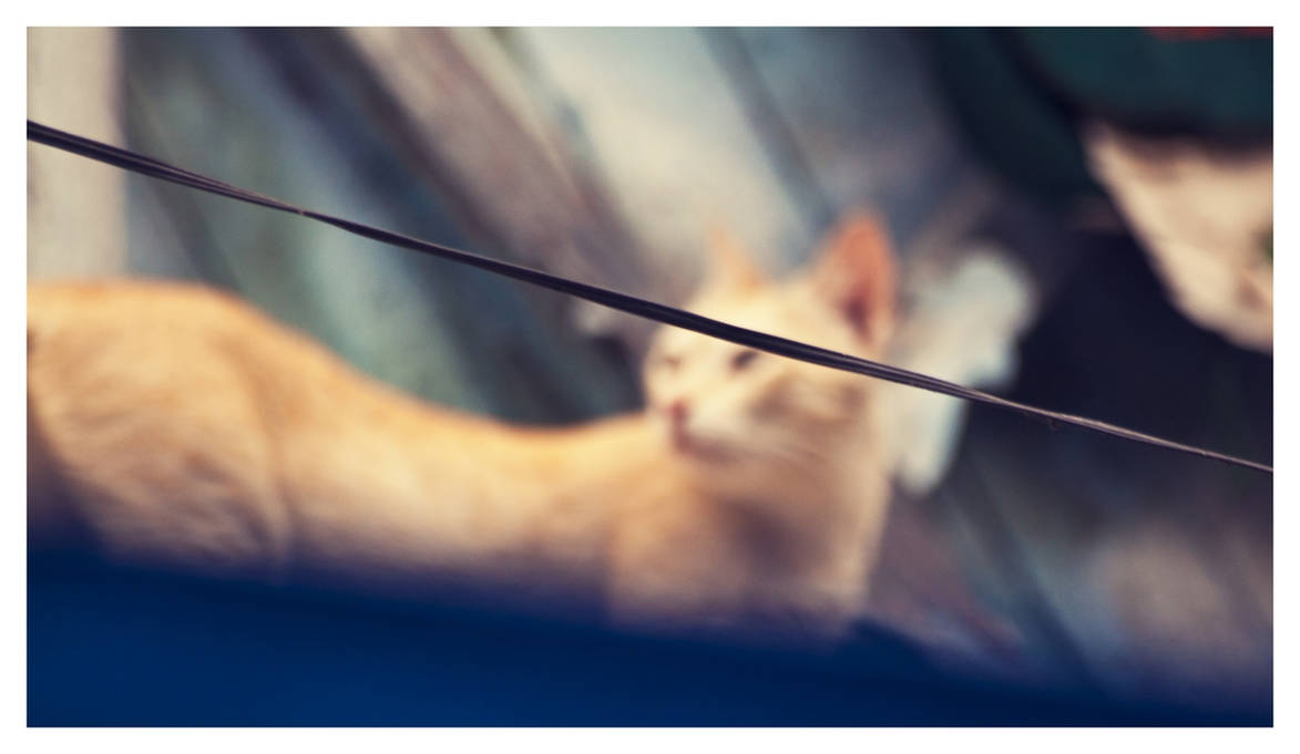 cat on a hot tin roof by abhimanyughoshal