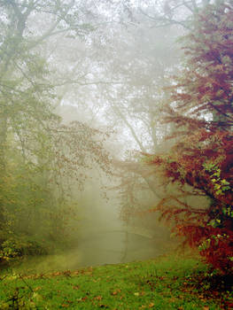 foggy forest