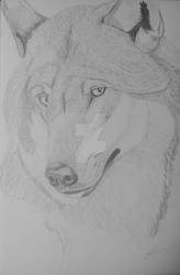 The beautiful wolf