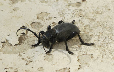 Cactus Longhorn Beetle by ricken4003
