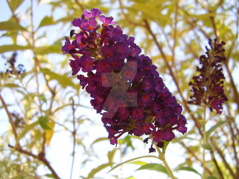 Buddleia (buttlerfly bush)