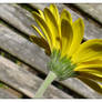 Yellow Daisy