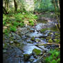 Muir Woods