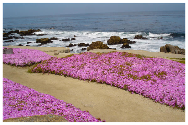 Ocean Flowers