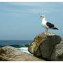 California Gull