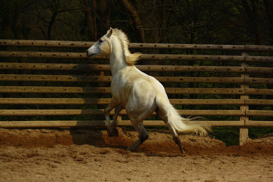 Arabian Horse 13