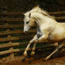 Arabian Horse 27