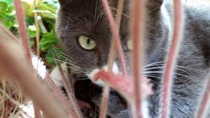 Cat in the Coral Bells