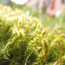 Moss - How it looks like