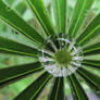 Dewdrop in the morning