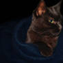 The royal cat