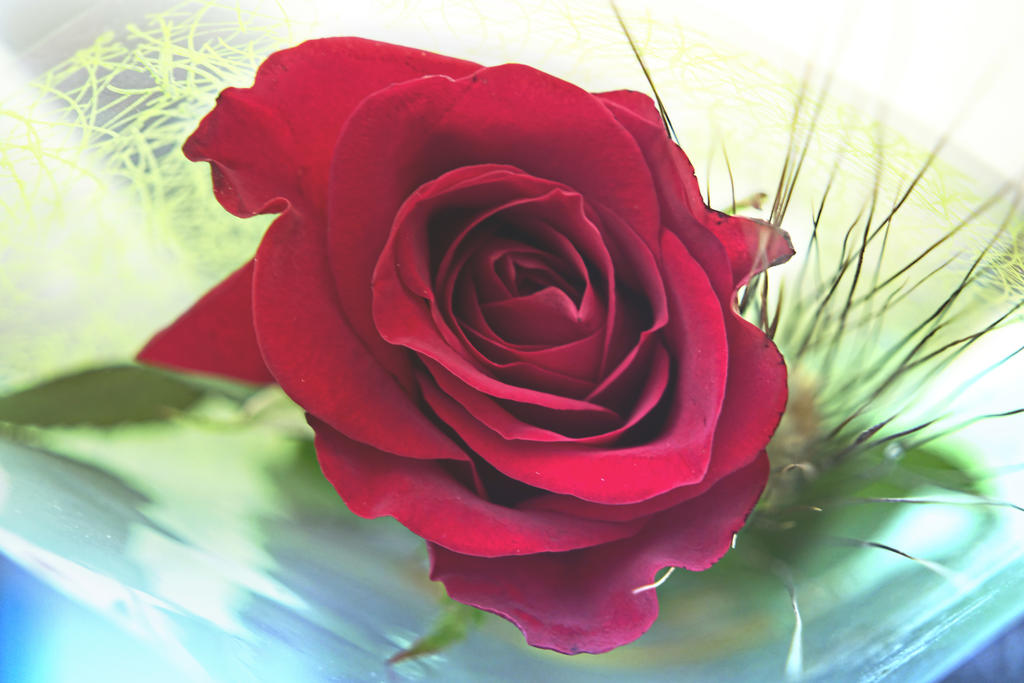 Rosa by Quijuka on DeviantArt