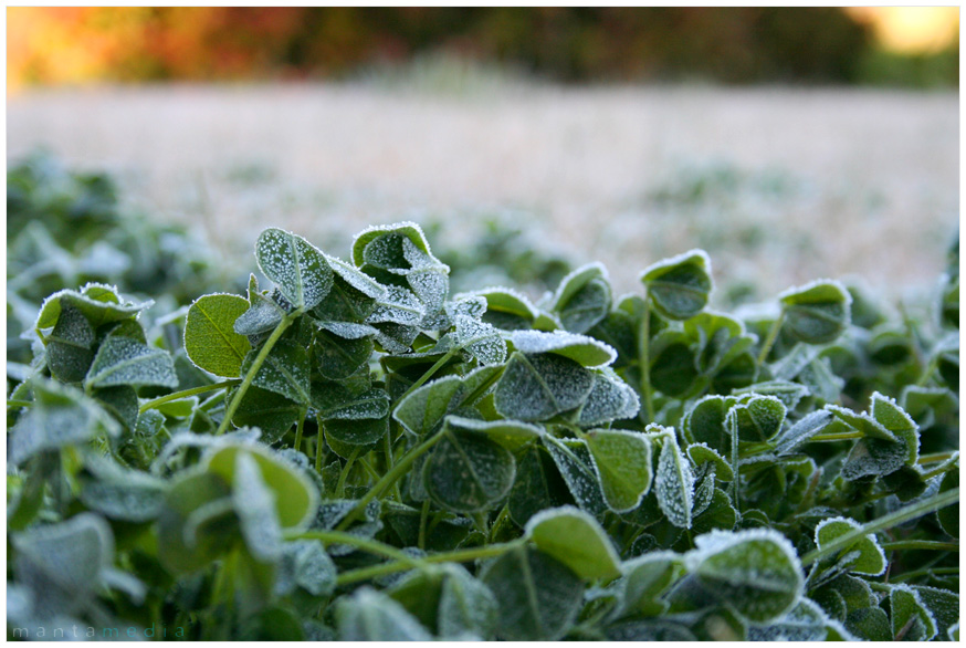 a touch of frost