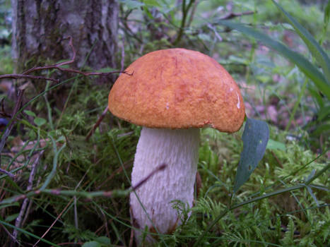 Mushroom