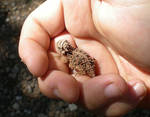 Horned lizard by AphexAngel