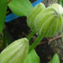 Clematis Buds