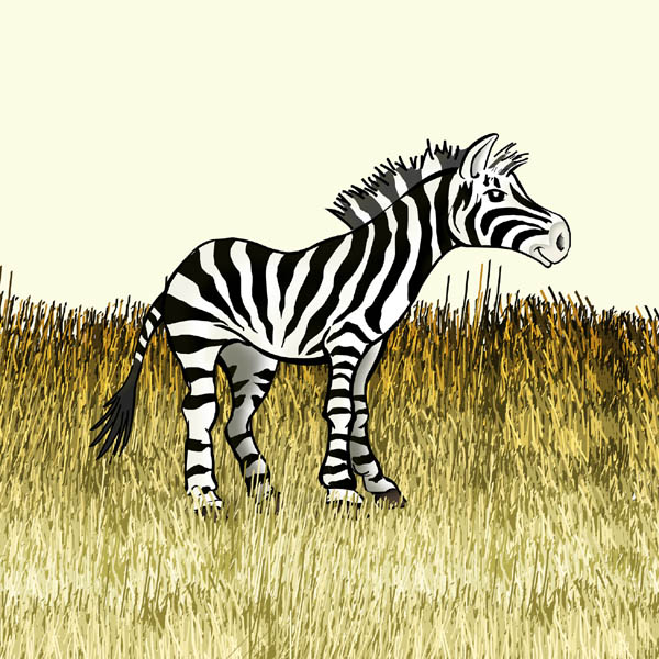 Zebra