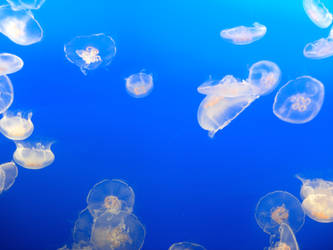 Jellies.