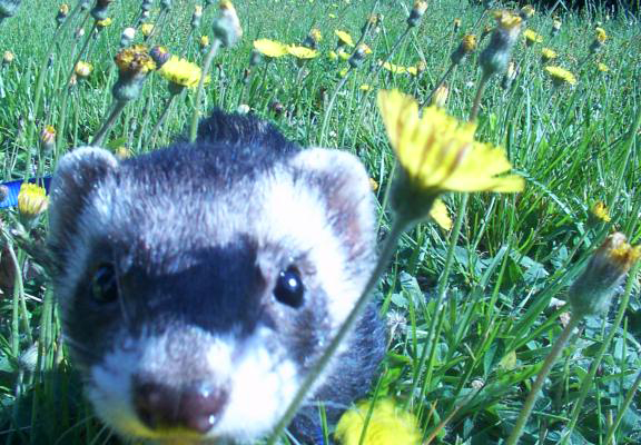 Finchy Loves Flowers